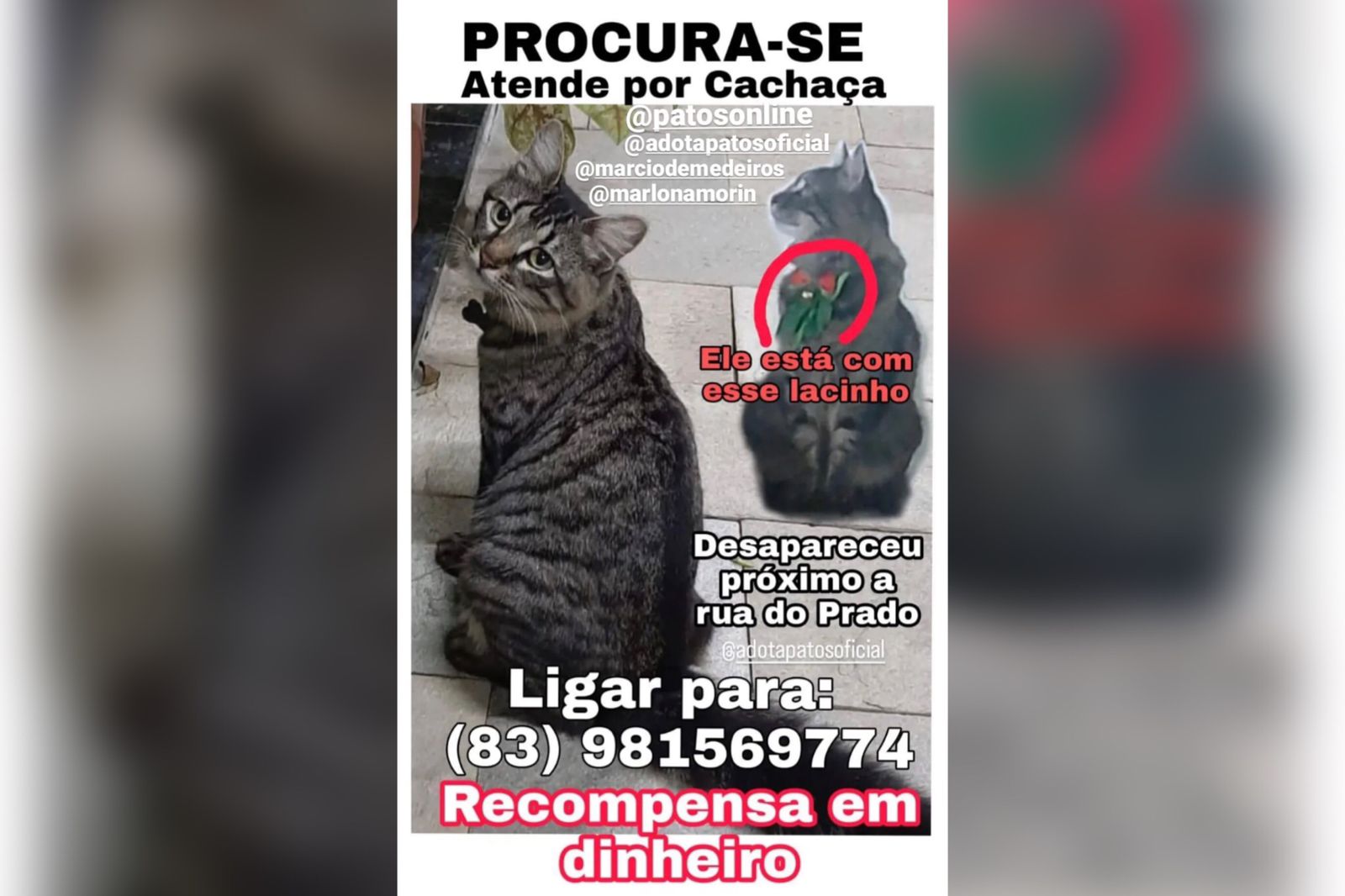 Jovem faz apelo ao Patosonline para encontrar gato que está desaparecido há dois dias em Patos. Veja