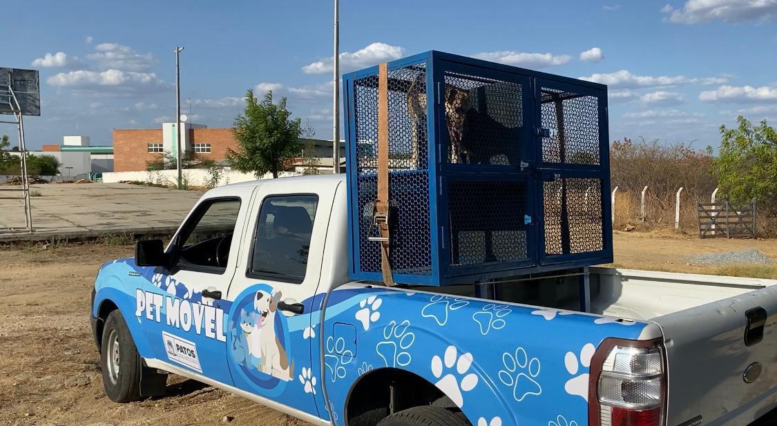 Secretaria de Saúde do Município de Patos deve começar processo de castração química em massa nos cães de rua