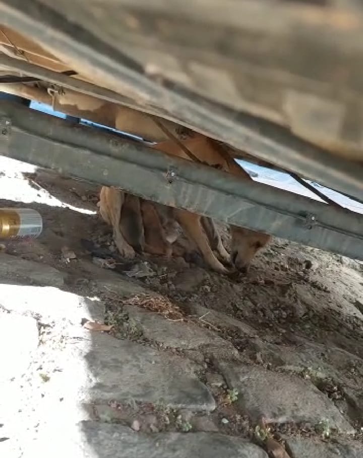 Internauta pede recolhimento de cadela com filhotes próximo a feira livre