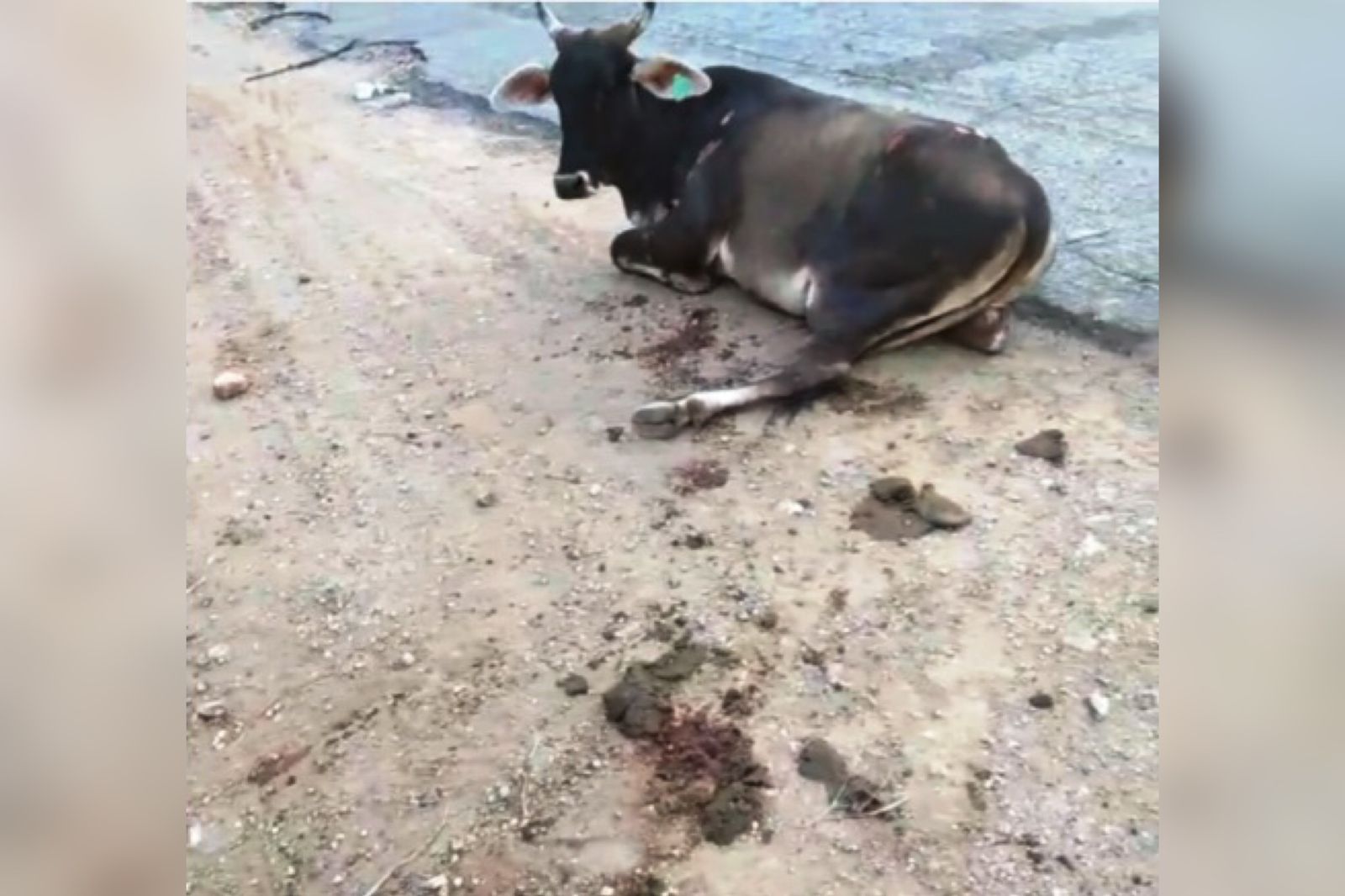 Acidente envolvendo animal e veículo é registrado na PB-262, entre Patos e São José do Bonfim. VÍDEO