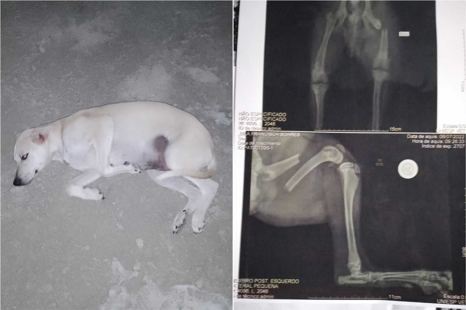 Populares criam campanha para custear cirurgia de cachorro de rua que foi atropelado e está impossibilitado de andar. Saiba como ajudar