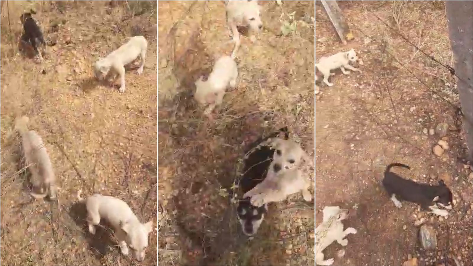 Cidadão faz apelo para salvar 15 filhotes de cães que estão abandonados nas proximidades da Cruz da Menina, em Patos. VÍDEO
