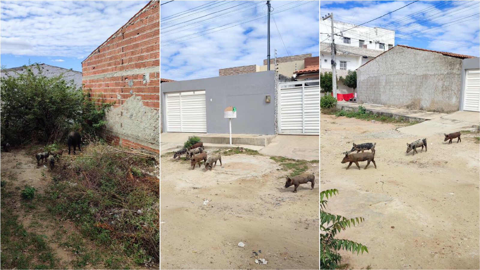 Morador do bairro Santa Clara relata caos vivenciado na localidade com vários animais que estão espalhando lixo nas ruas; prefeitura se posiciona