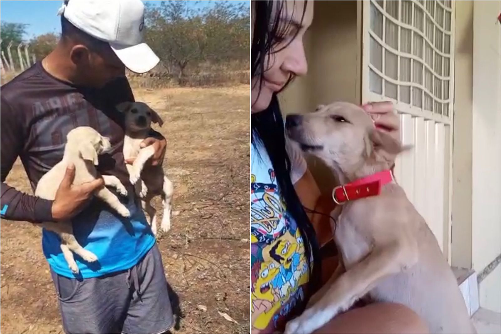 Dos 15 filhotes abandonados próximo à Cruz da Menina, vários já foram adotados após o fato ser noticiado pelo Patosonline.com. VÍDEO