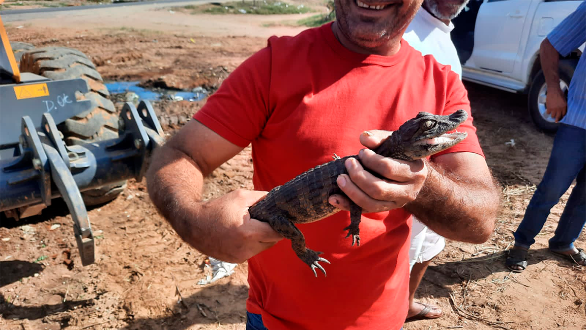 Filhote de Jacaré é encontrado no bairro Bivar Olinto, em Patos