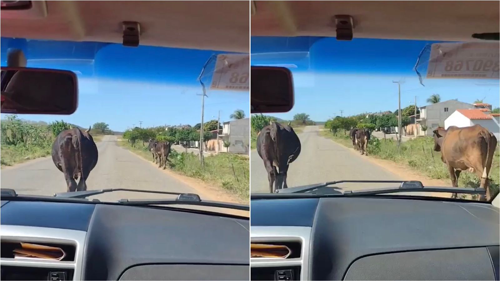 Motoristas voltam a denunciar animais soltos às margens da PB-276, entre Mãe d'Água e São José do Bonfim. VÍDEO