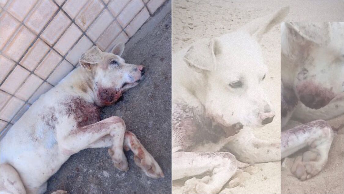 Moradores do bairro Santa Clara se mobilizam para ajudar cachorrinho de rua que está com ferimentos e precisa de tratamento. Veja como ajudar
