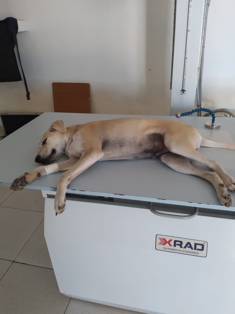 Após matéria do Patosonline, cachorro Bila que foi atropelado consegue realizar cirurgia