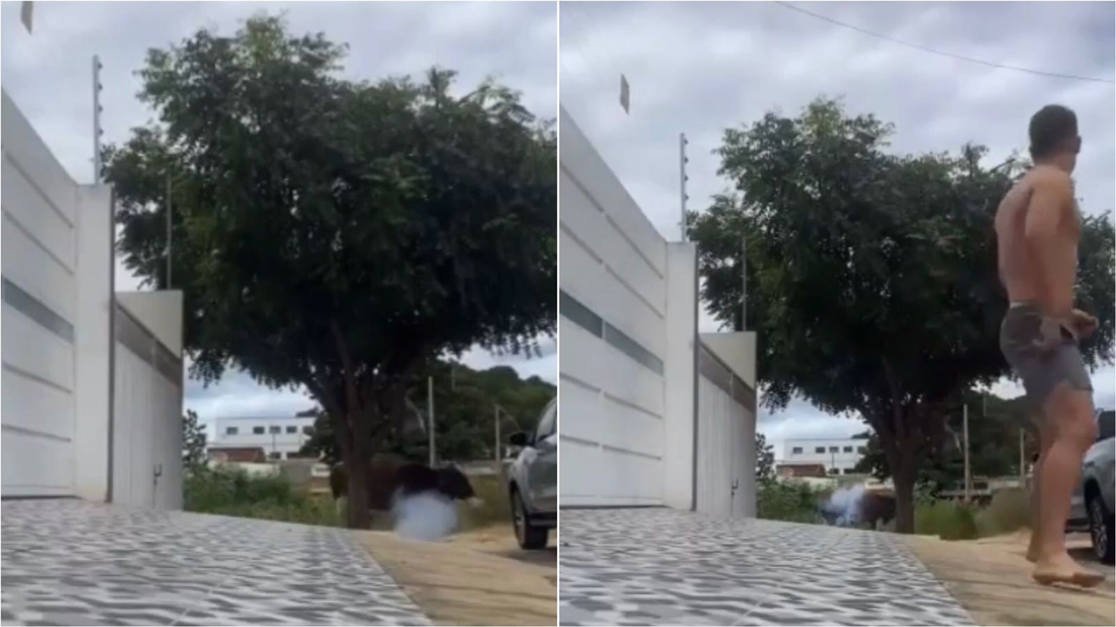 Sargento Patrian se pronuncia a respeito de vídeo onde jovem atira bombinhas em uma vaca, na cidade de Patos. VÍDEO