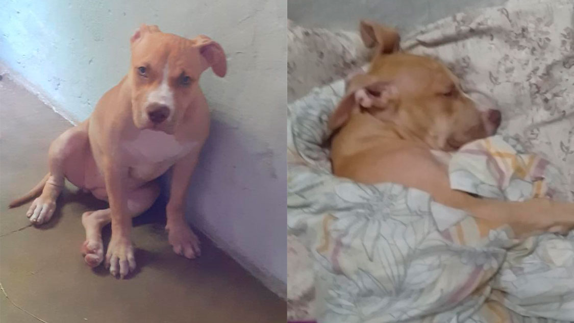 Popular faz apelo para filhote da raça Pitbull acometida com parvovirose, uma doença grave. Veja como ajudar