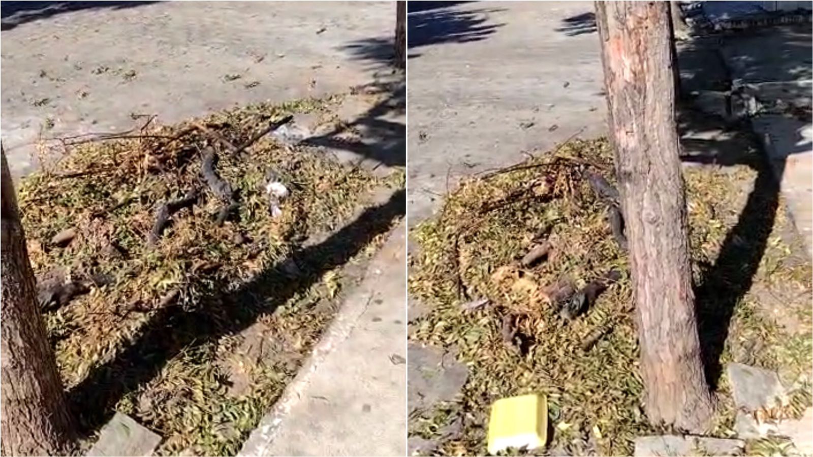 Internauta procura Patosonline e denuncia demora no recolhimento de resto de poda em rua no bairro Belo Horizonte; secretária diz que demanda será encaminhada ao setor competente