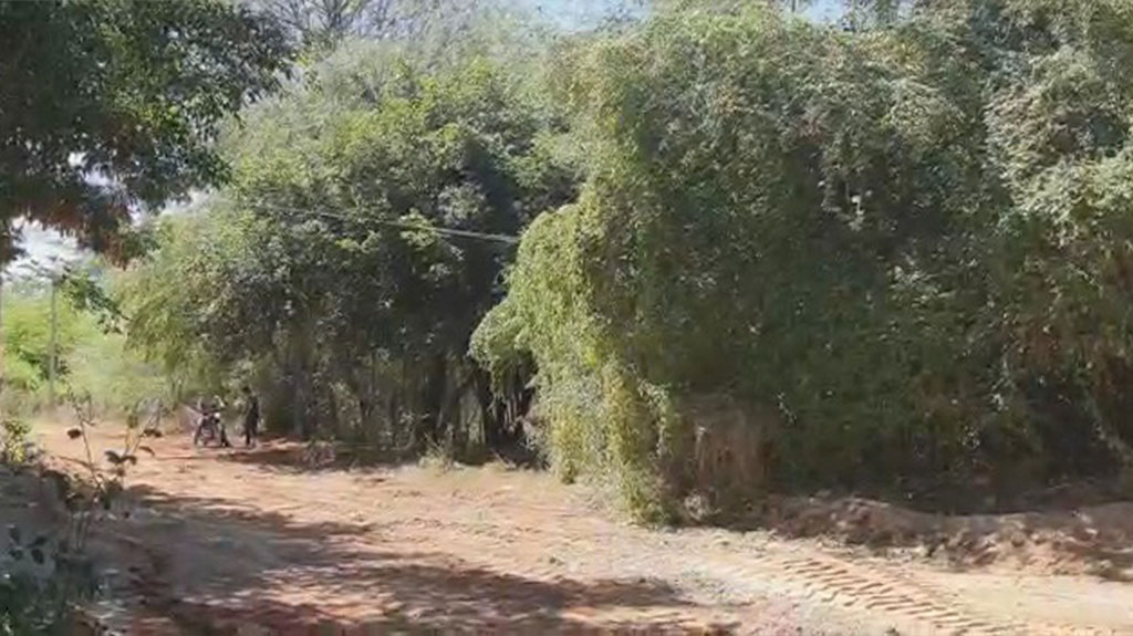 Moradores da Rua Peregrino Filho solicitam poda de árvores que estão tocando na fiação elétrica. Secretária de Meio Ambiente informa que será realizada