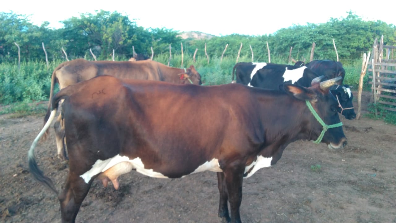 Popular oferece recompensa para quem encontrar vaca roubada em Patos. Confira