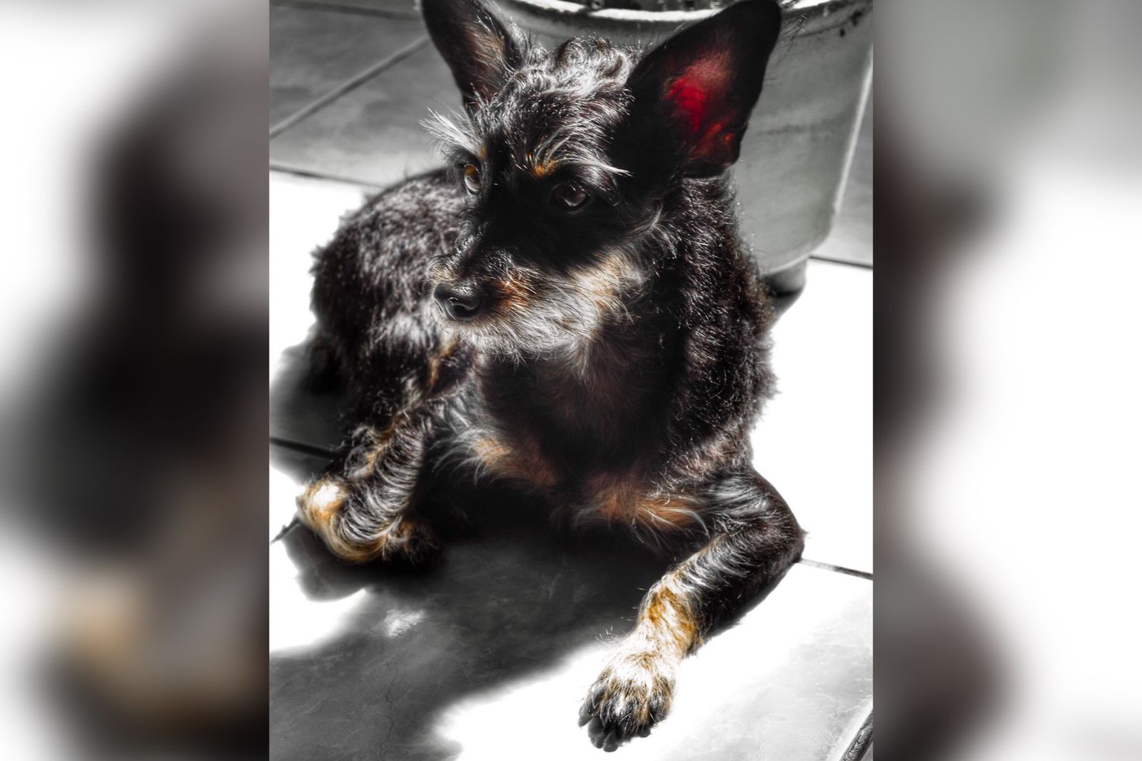 Família procura cadela de estimação que está desaparecido desde terça-feira (16), em Patos, e faz apelo para quem souber de alguma informação