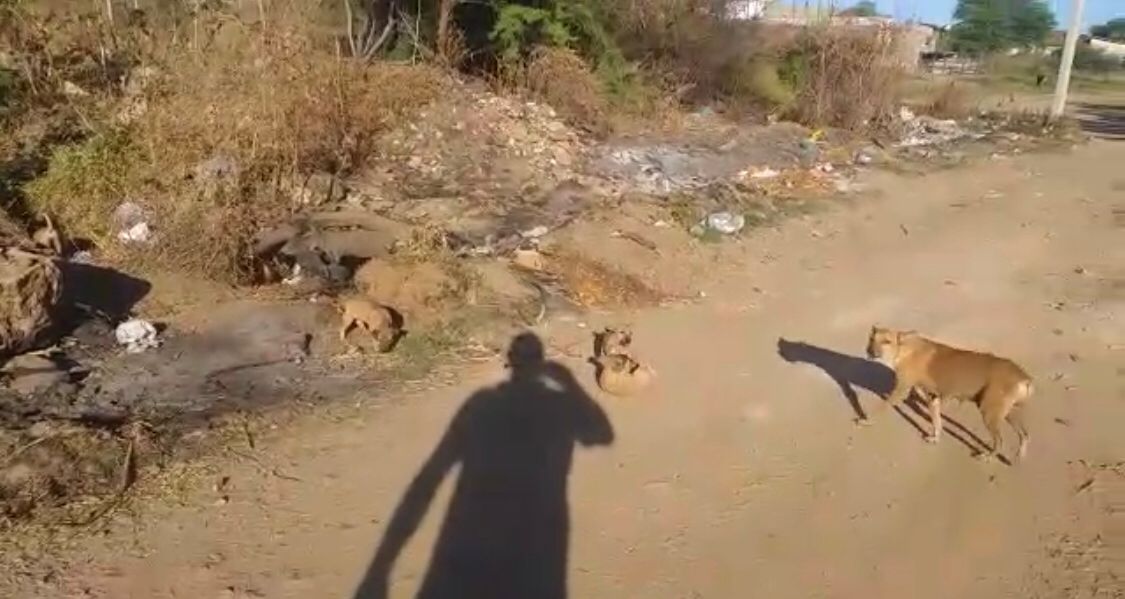 Morador relata mais de 50 cães abandonados no bairro do Noé Trajano, e cobra solução. Município explica que está cuidando do caso. Veja vídeo