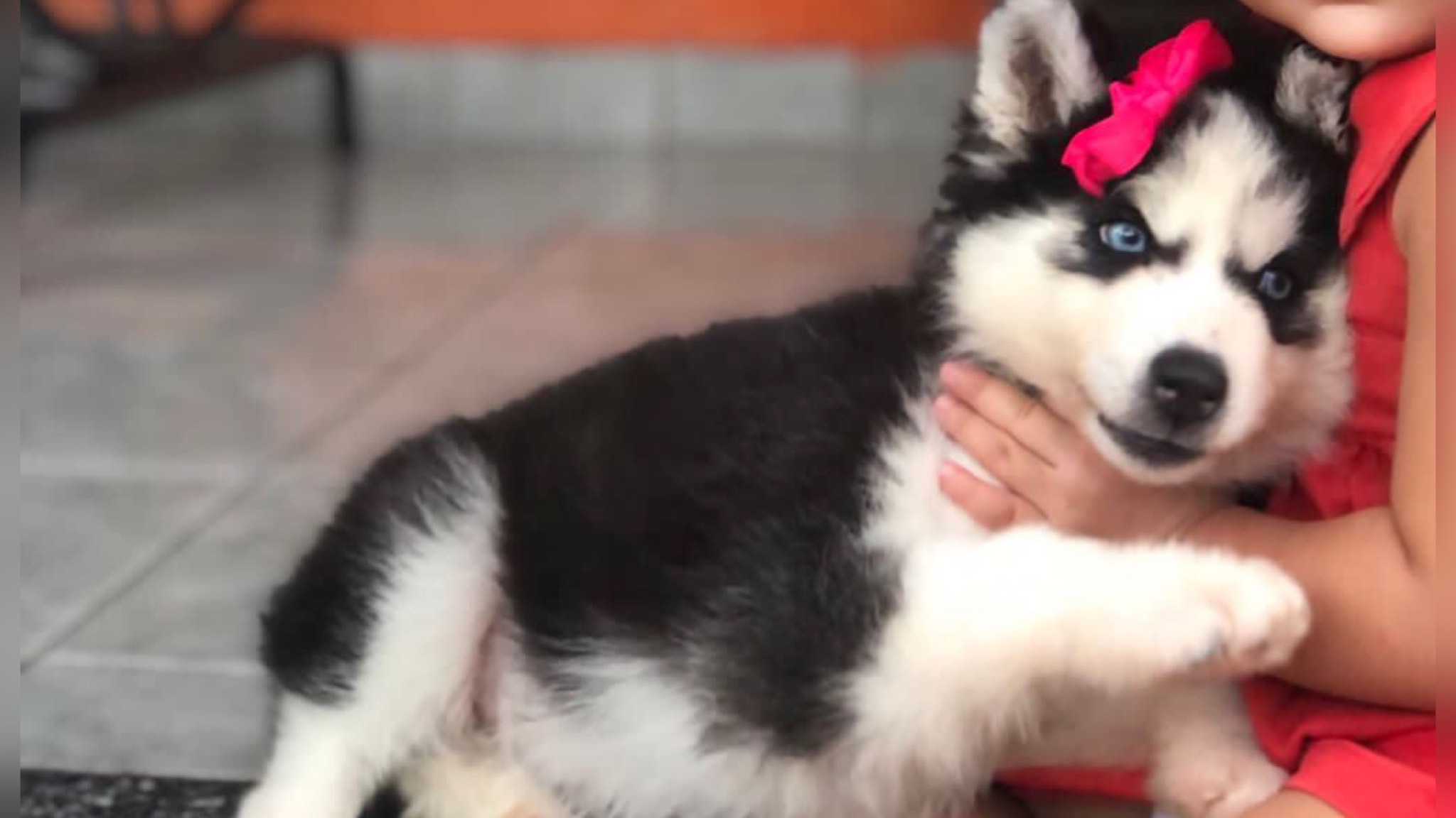 Jovem procura filhote de Husky que desapareceu na noite desta sexta-feira (19), em Patos, e faz apelo para quem souber de alguma informação