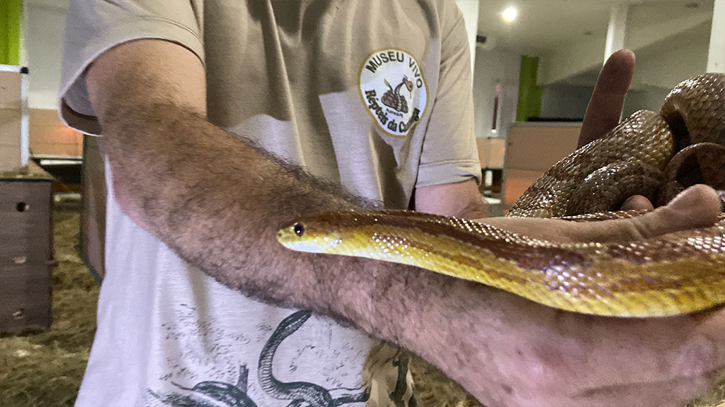 Exposição Serpentes do Mundo é realizada no Guedes Shopping, em Patos. Confira reportagem