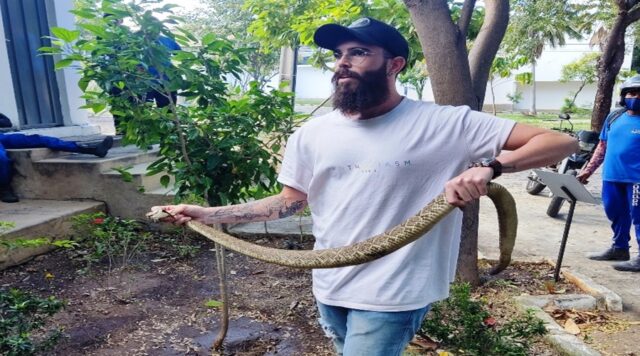 Cobra cascavel de quase dois metros é capturada por estudantes no Campus da UFCG, em Patos. VÍDEO