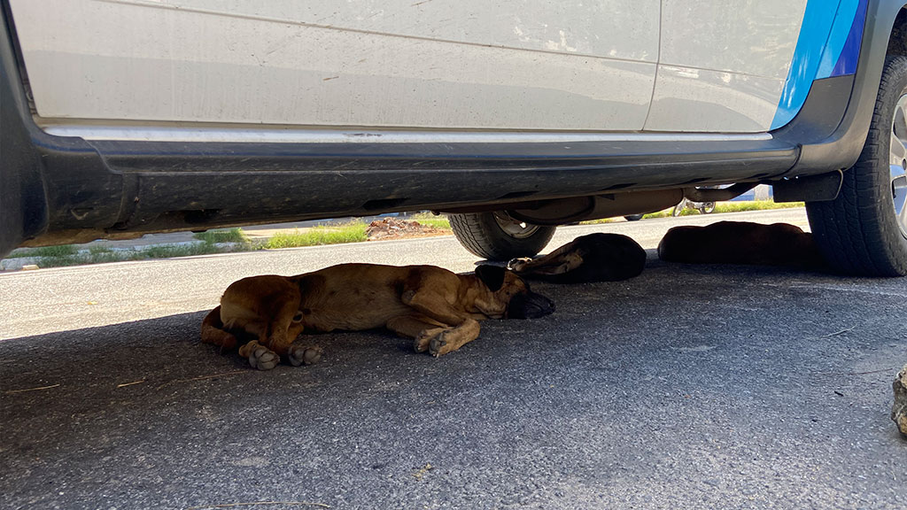Cães de rua estão sendo castrados visando diminuir a população de animais em Patos. Veja reportagem
