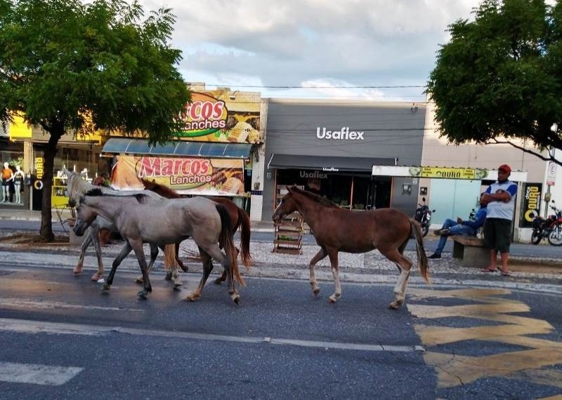 Secretaria de Agricultura de Patos disponibiliza número para população denunciar animais soltos na via pública. Ouça