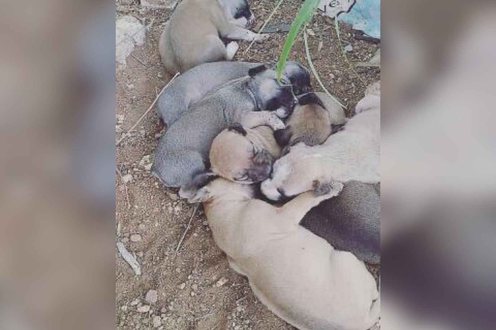Internauta faz campanha para adoção de filhotes de cães que estão abandonados na Vila Cavalcante