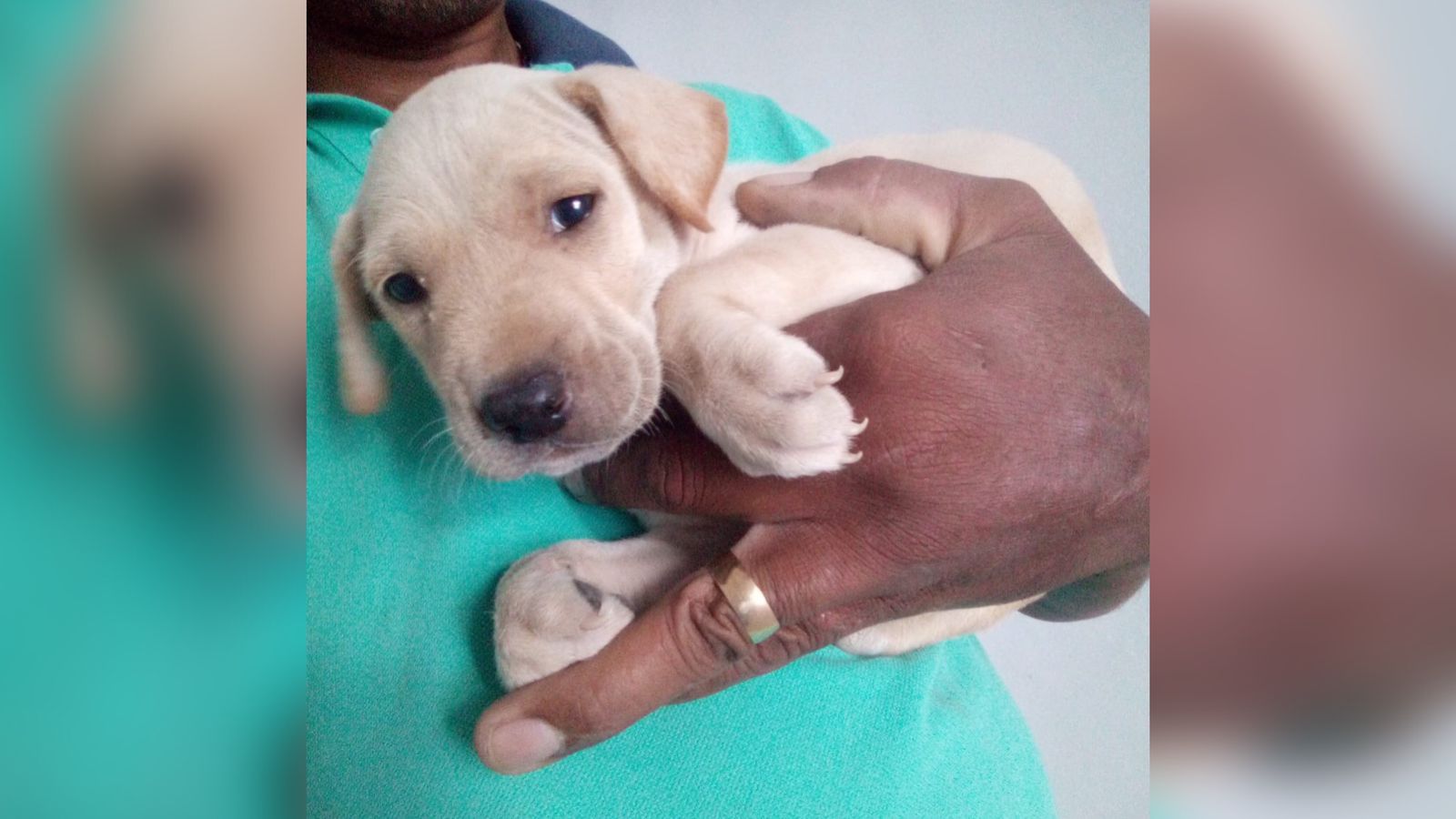 Internauta procura Patosonline e diz que teve cachorro de estimação roubado na manhã deste domingo (28)