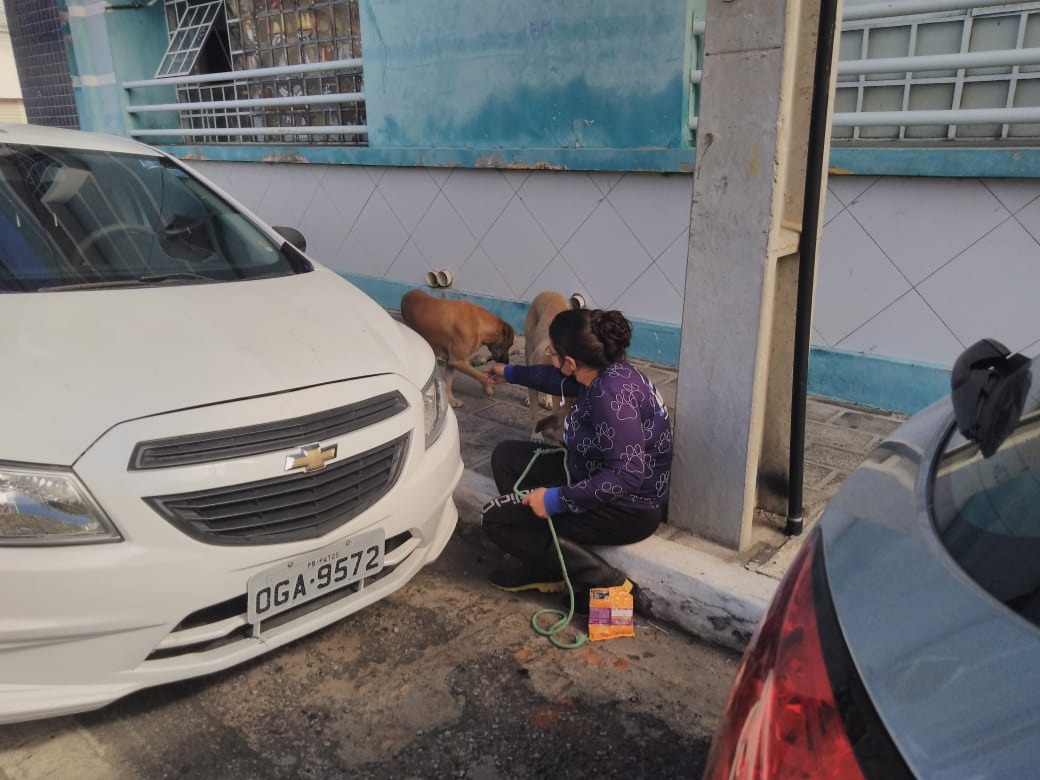 Em Patos: Centro Cirúrgico de animais de rua realiza 100 castrações no primeiro mês de funcionamento