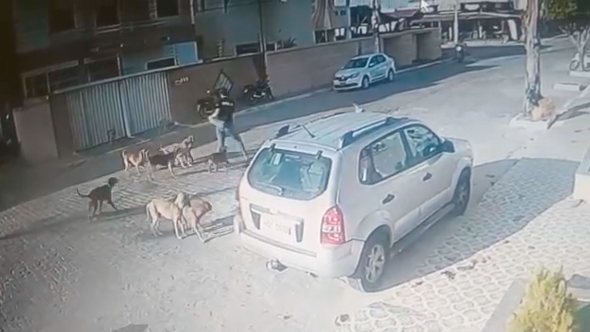 Imagens de circuito de monitoramento flagra momento em que trabalhadora é atacada por cães de rua. Veja vídeo
