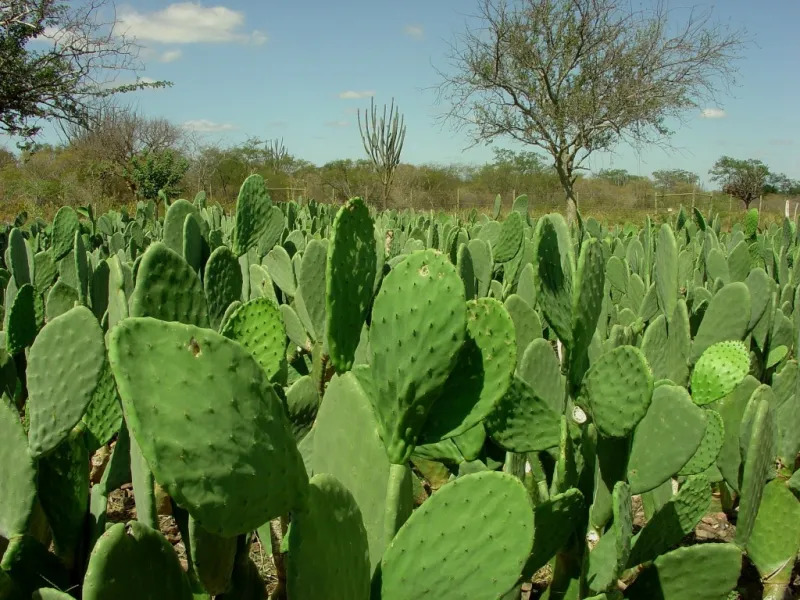 Paraíba é terceiro estado com maior produção de palma forrageira do país