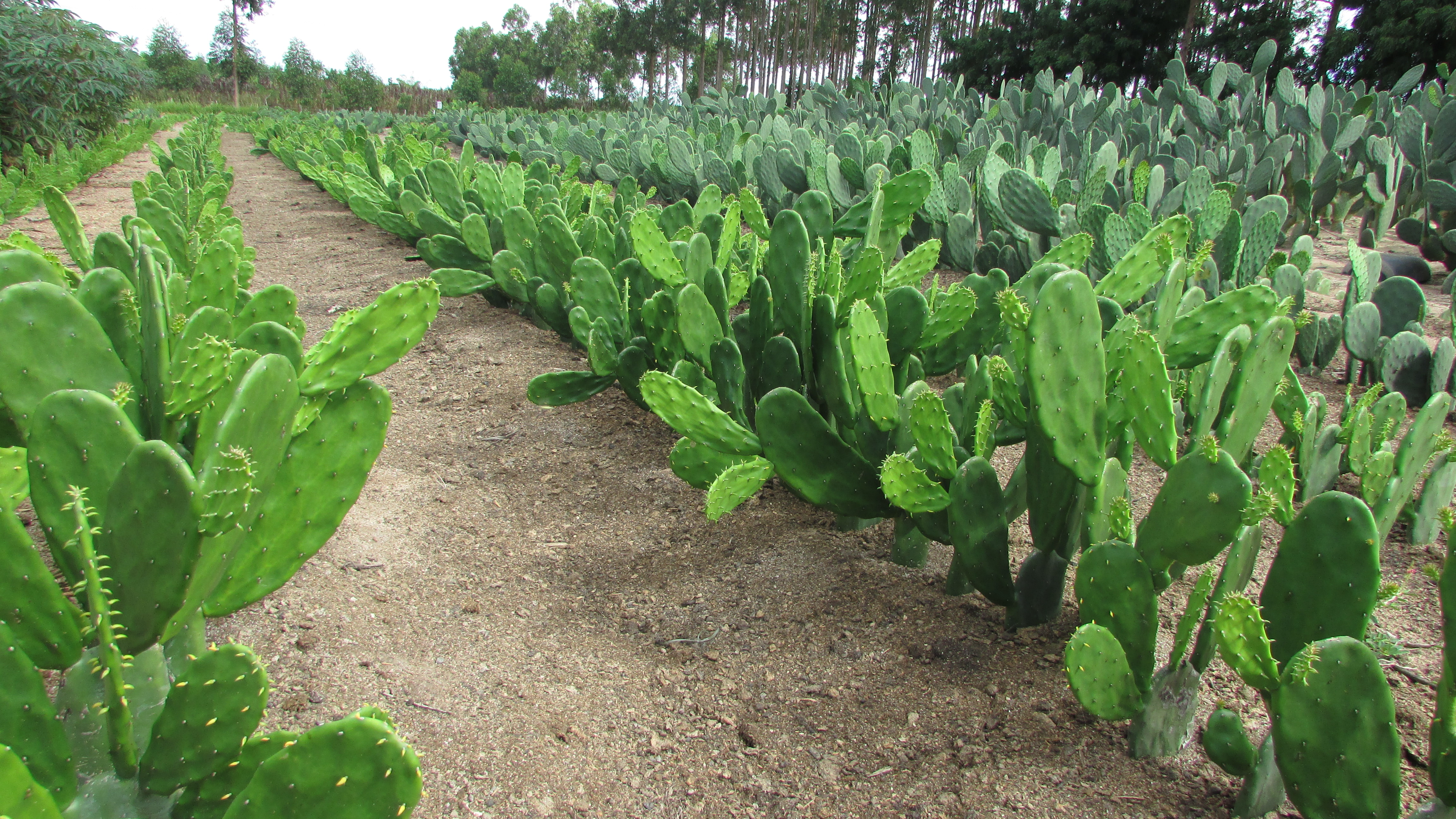 Médico Veterinário integrante do IDIARN comenta sobre desenvolvimento histórico da produção de palma forrageira na Paraíba. OUÇA