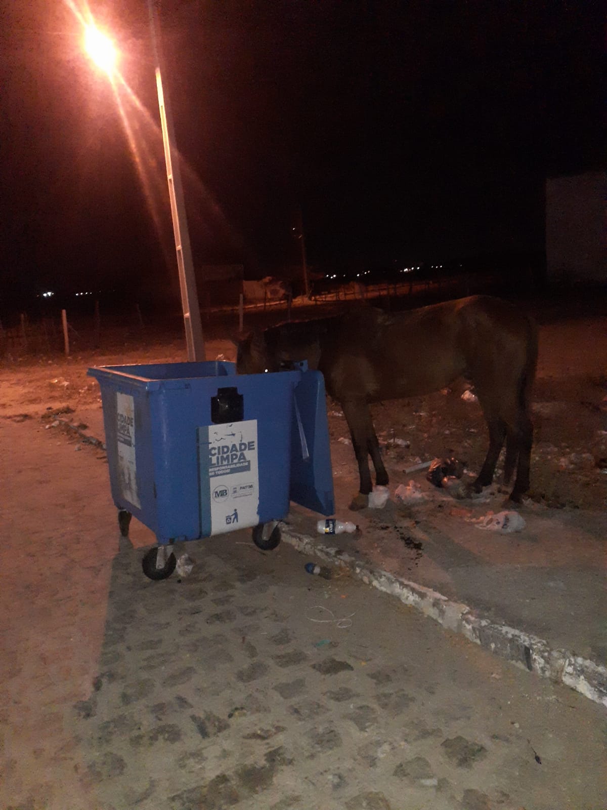 Animal é flagrado na manhã desta segunda (12) circulando pelo centro da cidade de Patos. Veja vídeo