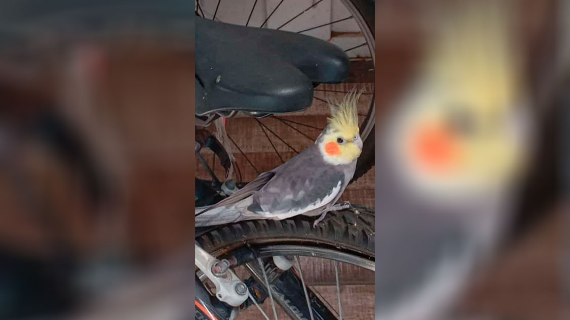 Família pede ajuda para encontrar calopsita desaparecida em Patos
