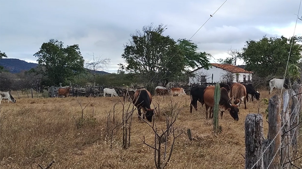 Polícia Civil investiga ações de grupo especializado em furto de gado no Sertão