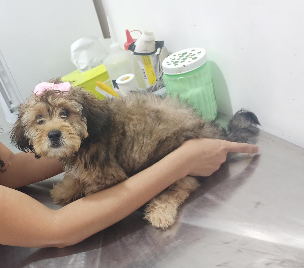 Família procura por cadelinha de estimação pertencente a criança autista e que está desaparecida desde sexta-feira (16)