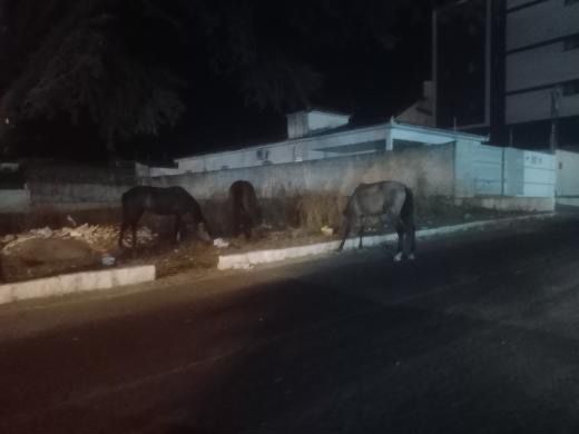 Motorista tem carro danificado após cavalo solto correr em direção a pista e colidir com veículo, em Patos