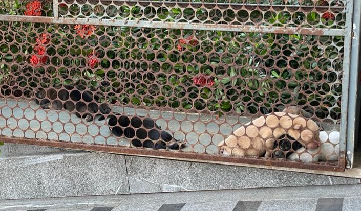 Equipe do abrigo municipal de animais é acionada para recolher cadela e filhotes no Centro de Patos