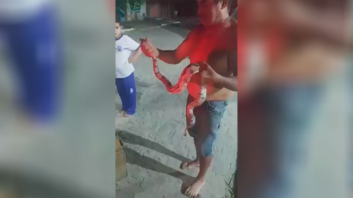 Morador é surpreendido com cobra jiboia em residência no bairro do Jatobá, em Patos. Veja Vídeo