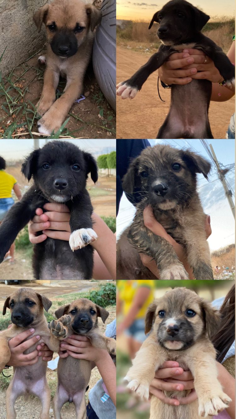 Adote um amigo! Internauta faz campanha para adoção de filhotes de cães que estão abandonados no Jardim Magnólia