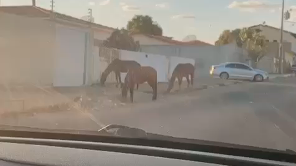 Animais são registrados soltos nas proximidades da Delegacia da Polícia Federal, em Patos. Veja vídeo