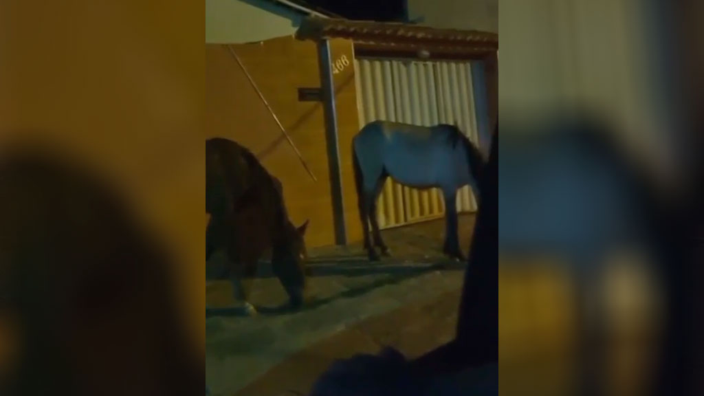 Animais são novamente registrados soltos nas proximidades da Delegacia da Polícia Federal, em Patos. Veja vídeo