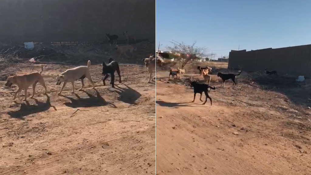 Moradores do bairro Jardim Magnólia pedem providências sobre cães de rua na localidade. Prefeitura diz que age para solucionar problema