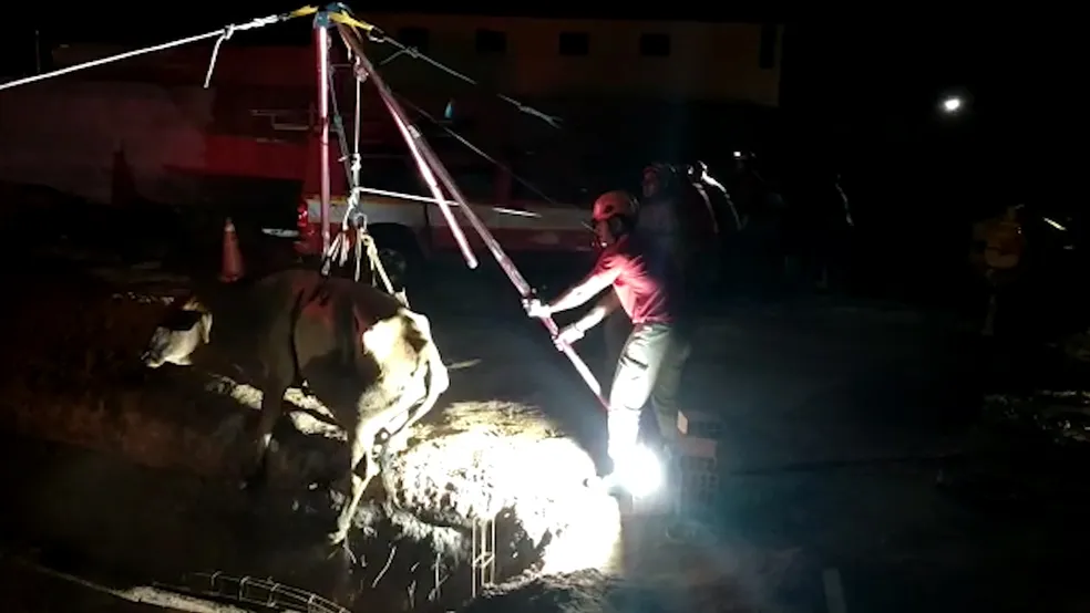 Vaca foi resgatada pelos Bombeiros com ajuda de um tripé e redutor de força — Foto: Sargento Bezerra/Corpo de Bombeiros da Paraíba 