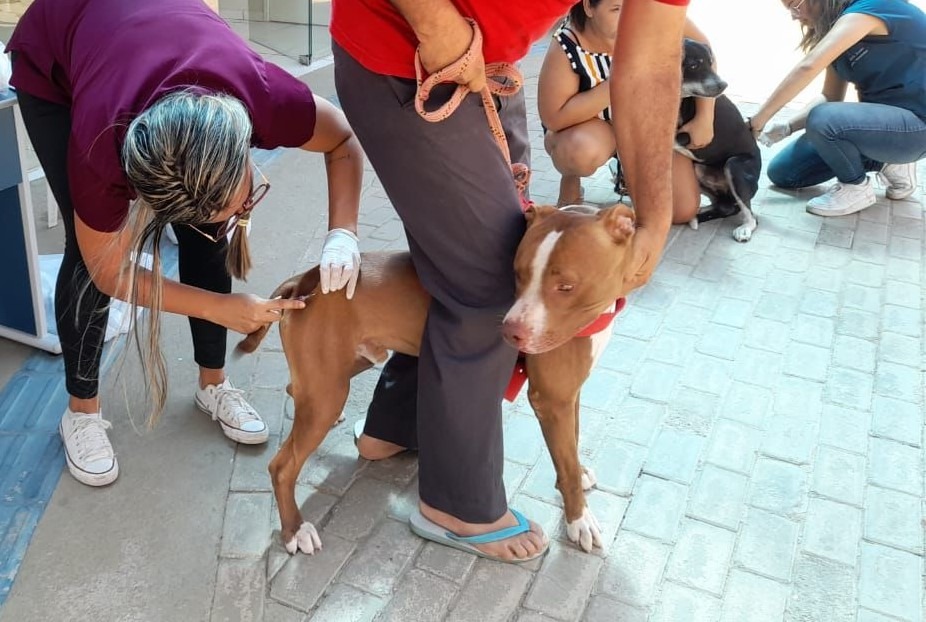 Patos aplica 1.862 doses de vacina antirrábica durante primeira ação na zona urbana