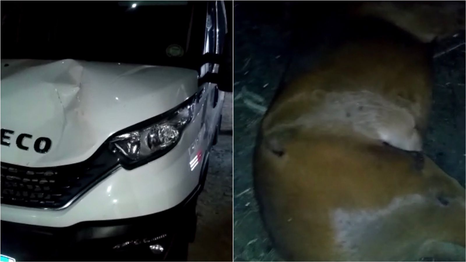 Colisão entre van e cavalo é registrada na noite de ontem (08), em Santa Gertrudes, e morador cobra recolhimento de animais por parte da PRF. VÍDEO