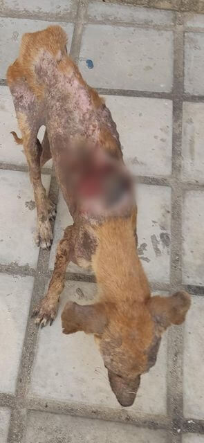 Internauta procura Patosonline.com e pede ajuda de ONGs ou protetores de animais para salvar vida de cão de rua que encontra-se bastante ferido, em Patos