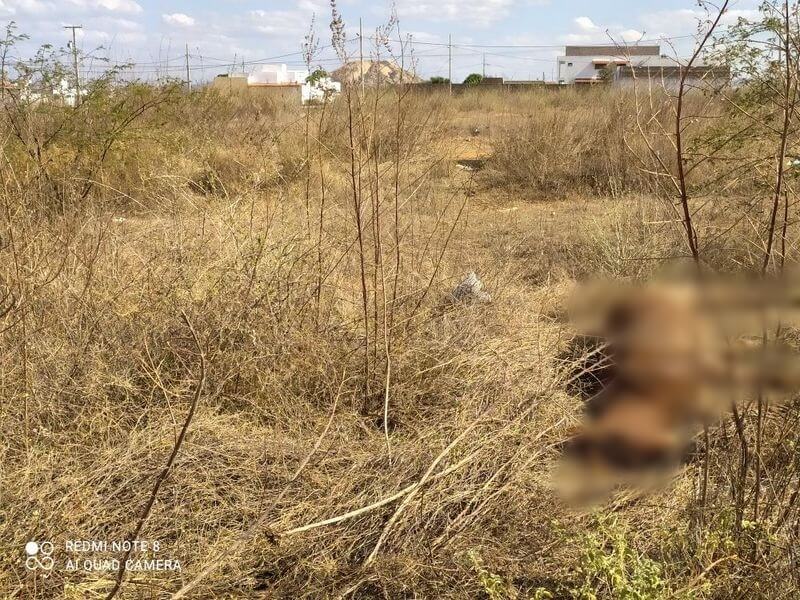 Internauta diz que cadáver de cavalo envolvido em acidente na noite de ontem (16) em Patos, está em terreno e pede remoção por parte das autoridades; Prefeitura diz que equipe irá remover