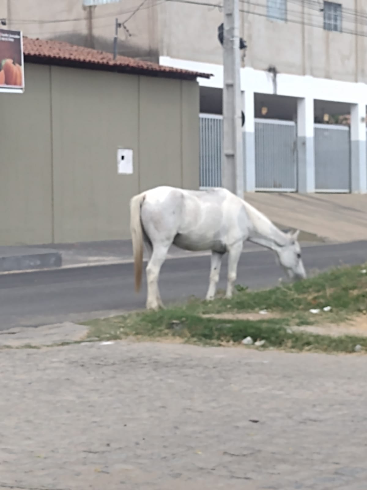 Morador denuncia cavalos soltos na Rua Aluízio Queiroz, no bairro Novo Horizonte, e teme por acidente com os animais. Secretário de Agricultura diz que irá recolhê-los