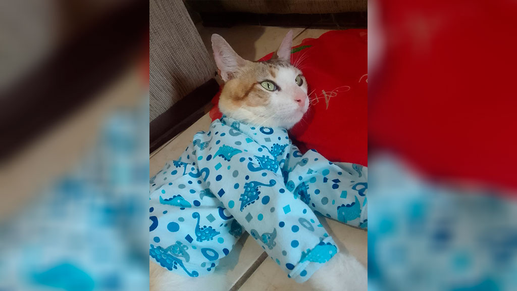 Apesar de esforços de populares, gatinho encontrado espancado em Patos não resiste e morre. Proprietária agradece apoio