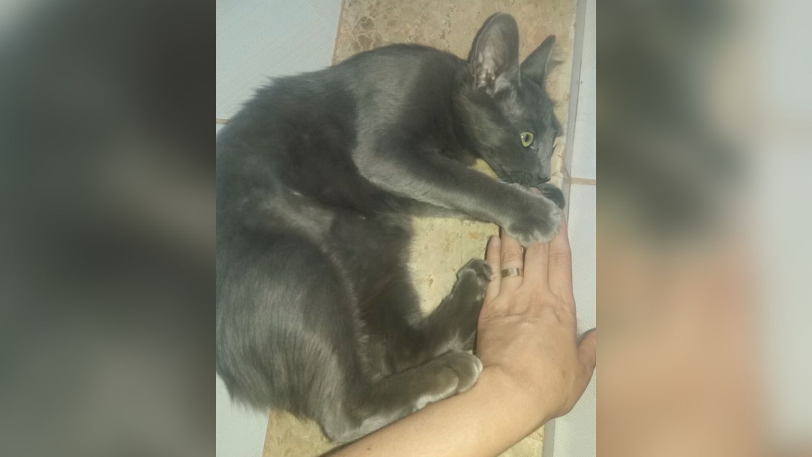 Mulher procura gata de estimação que desapareceu durante vacinação antirrábica em Patos