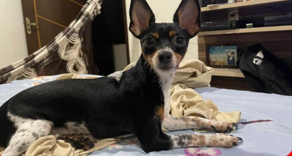 Família procura cadela de estimação da raça Pinscher que está desaparecida em Patos